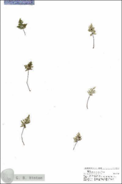 URN_catalog_HBHinton_herbarium_21058.jpg.jpg