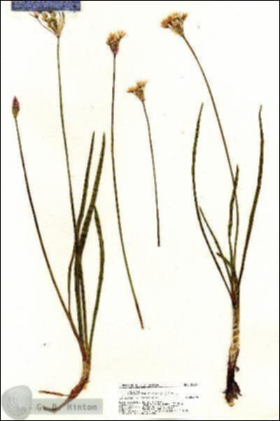 URN_catalog_HBHinton_herbarium_20264.jpg.jpg