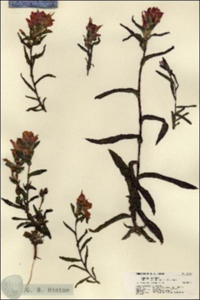 URN_catalog_HBHinton_herbarium_21516.jpg.jpg