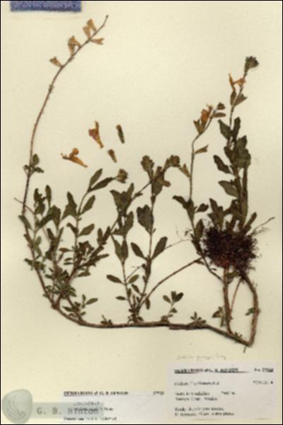 URN_catalog_HBHinton_herbarium_27533.jpg.jpg