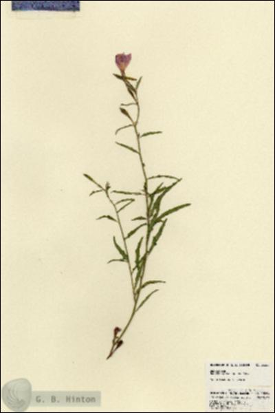 URN_catalog_HBHinton_herbarium_23264.jpg.jpg