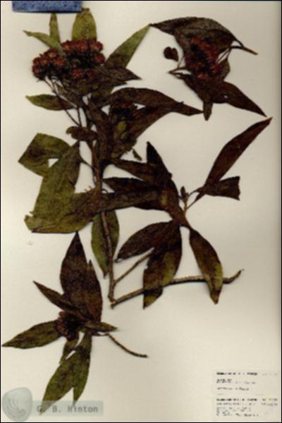 URN_catalog_HBHinton_herbarium_25003.jpg.jpg