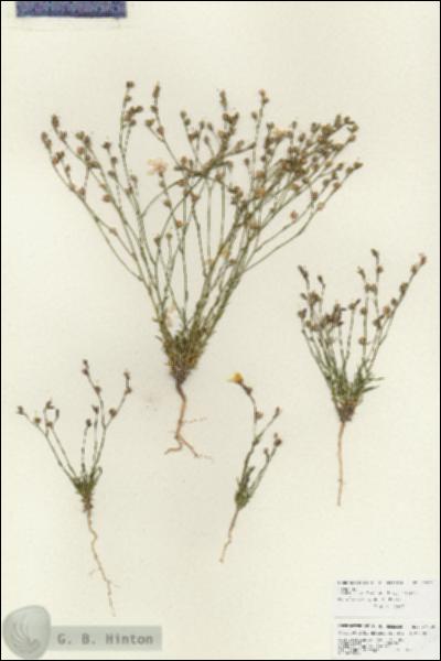 URN_catalog_HBHinton_herbarium_27060.jpg.jpg