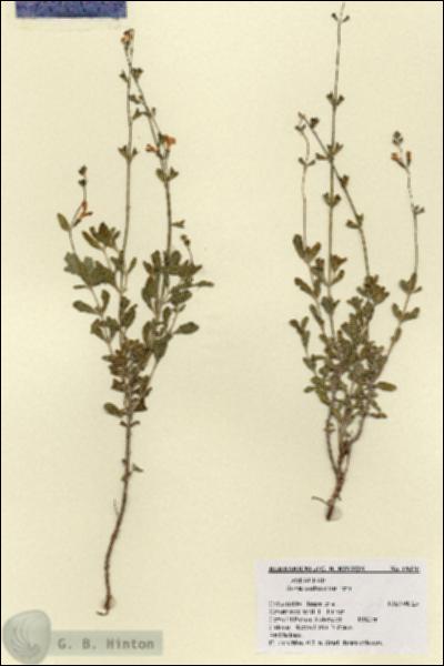 URN_catalog_HBHinton_herbarium_18450.jpg.jpg