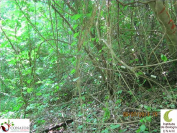 77662_S1_ARC_20130705_006_001.jpg.jpg
