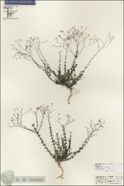 URN_catalog_HBHinton_herbarium_25646.jpg.jpg