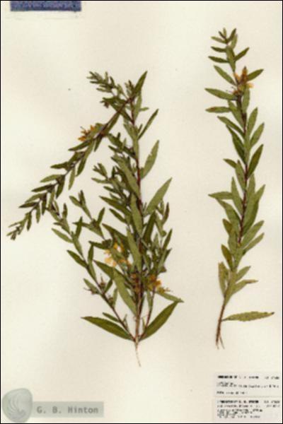 URN_catalog_HBHinton_herbarium_24532.jpg.jpg