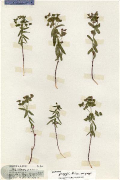 URN_catalog_HBHinton_herbarium_20235.jpg.jpg
