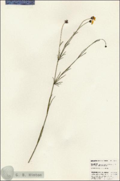 URN_catalog_HBHinton_herbarium_25456.jpg.jpg