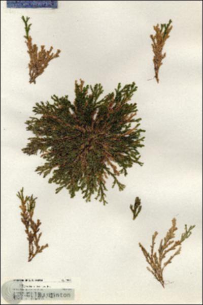 URN_catalog_HBHinton_herbarium_19975.jpg.jpg