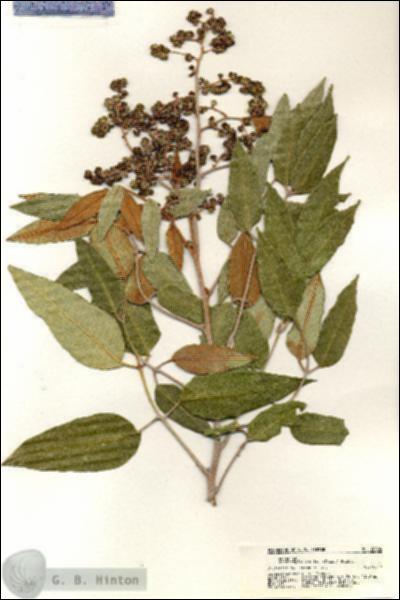 URN_catalog_HBHinton_herbarium_20804.jpg.jpg
