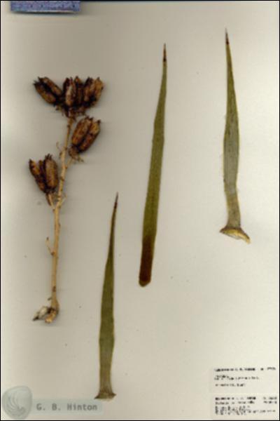 URN_catalog_HBHinton_herbarium_23370.jpg.jpg