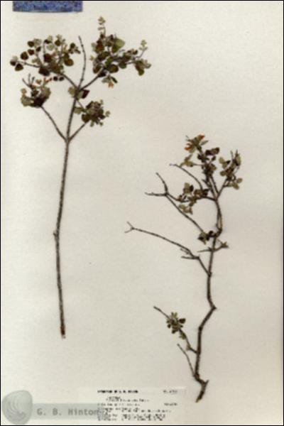URN_catalog_HBHinton_herbarium_21053.jpg.jpg