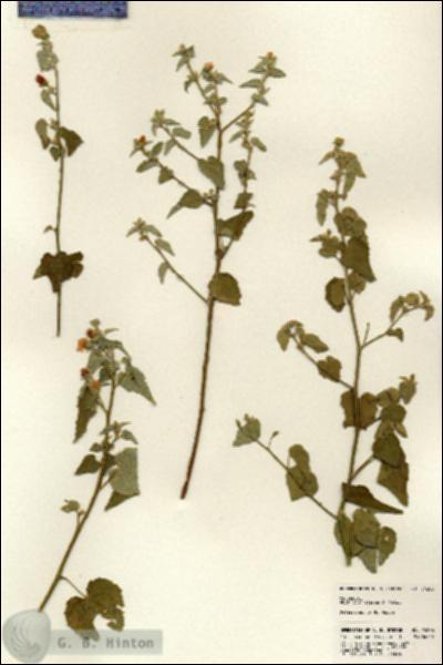 URN_catalog_HBHinton_herbarium_24286.jpg.jpg