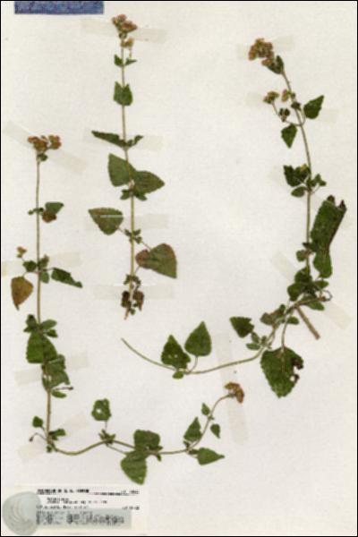 URN_catalog_HBHinton_herbarium_19933.jpg.jpg