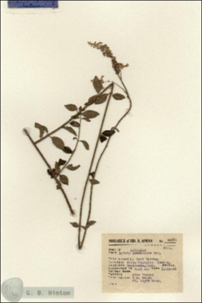 URN_catalog_HBHinton_herbarium_12570.jpg.jpg