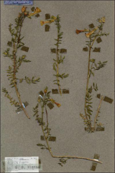 URN_catalog_HBHinton_herbarium_18872.jpg.jpg