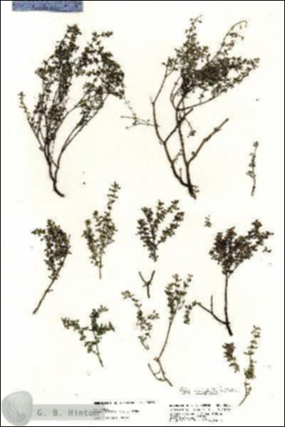 URN_catalog_HBHinton_herbarium_20858.jpg.jpg