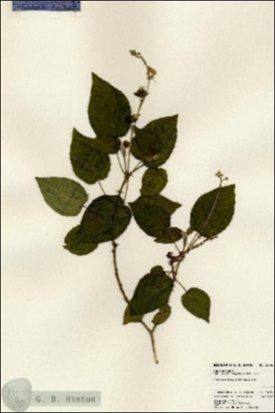 URN_catalog_HBHinton_herbarium_24196.jpg.jpg