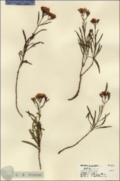 URN_catalog_HBHinton_herbarium_21504.jpg.jpg