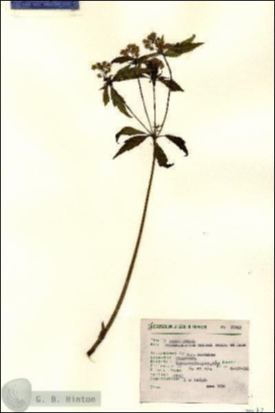 URN_catalog_HBHinton_herbarium_7942.jpg.jpg