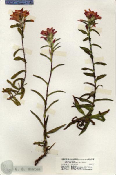 URN_catalog_HBHinton_herbarium_20156.jpg.jpg