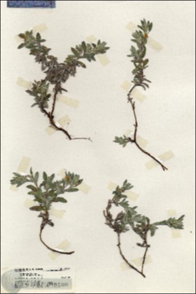 URN_catalog_HBHinton_herbarium_20177.jpg.jpg