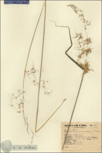 URN_catalog_HBHinton_herbarium_5160.jpg.jpg