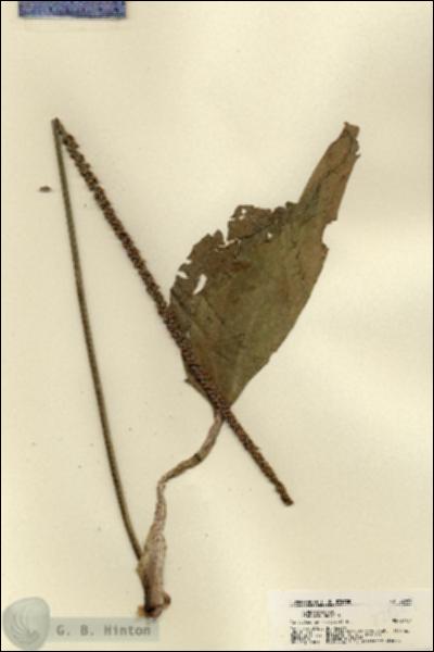 URN_catalog_HBHinton_herbarium_22089.jpg.jpg