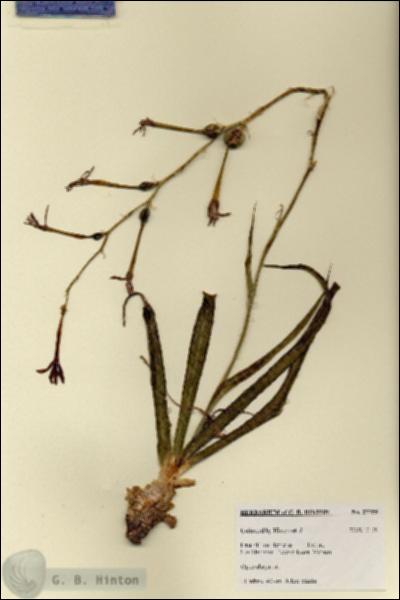 URN_catalog_HBHinton_herbarium_27755.jpg.jpg