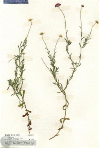 URN_catalog_HBHinton_herbarium_20040.jpg.jpg