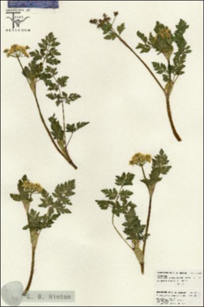 URN_catalog_HBHinton_herbarium_26524.jpg.jpg