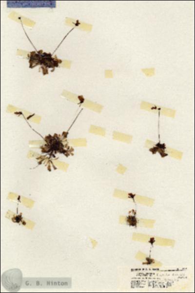 URN_catalog_HBHinton_herbarium_19349.jpg.jpg
