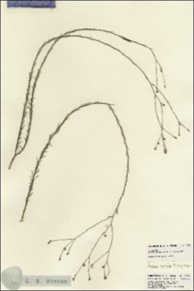 URN_catalog_HBHinton_herbarium_22708.jpg.jpg