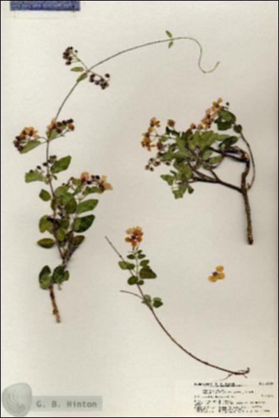 URN_catalog_HBHinton_herbarium_21065.jpg.jpg