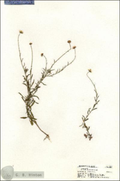 URN_catalog_HBHinton_herbarium_20349.jpg.jpg