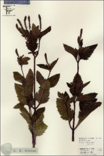 URN_catalog_HBHinton_herbarium_26191.jpg.jpg