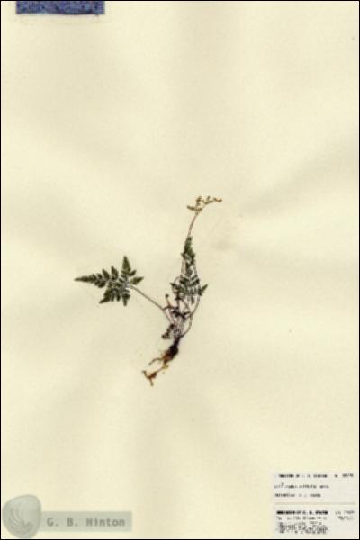 URN_catalog_HBHinton_herbarium_22625.jpg.jpg
