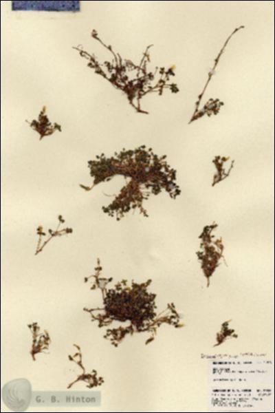 URN_catalog_HBHinton_herbarium_21808.jpg.jpg