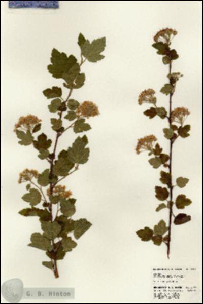 URN_catalog_HBHinton_herbarium_22964.jpg.jpg