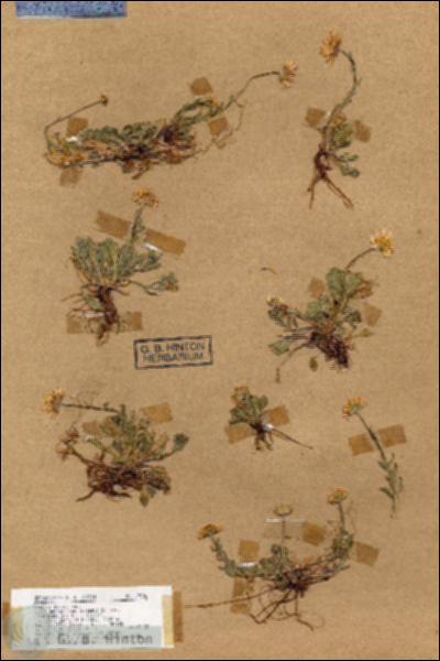 URN_catalog_HBHinton_herbarium_17006.jpg.jpg