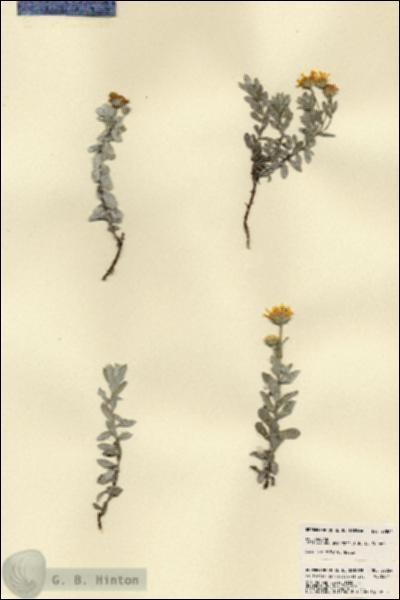 URN_catalog_HBHinton_herbarium_22864.jpg.jpg