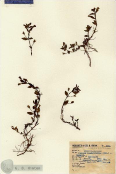 URN_catalog_HBHinton_herbarium_1140.jpg.jpg