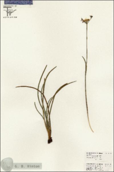 URN_catalog_HBHinton_herbarium_26390.jpg.jpg