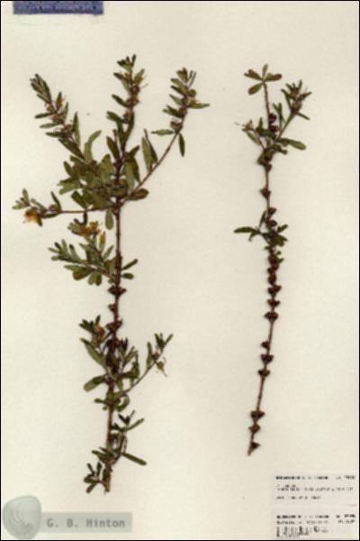 URN_catalog_HBHinton_herbarium_23985.jpg.jpg