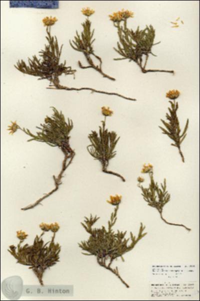 URN_catalog_HBHinton_herbarium_25983.jpg.jpg