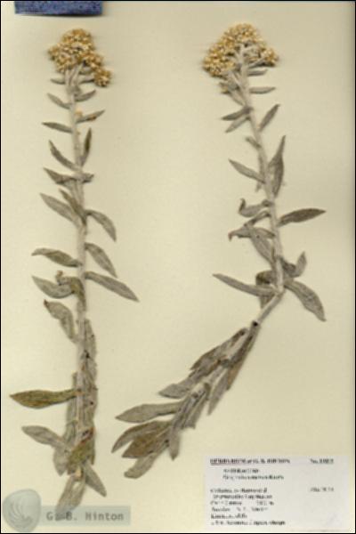 URN_catalog_HBHinton_herbarium_19019.jpg.jpg