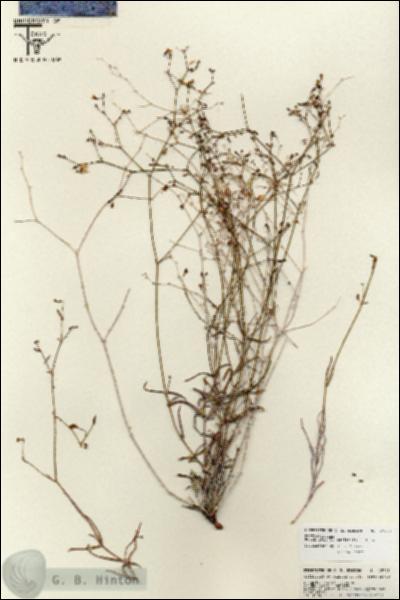 URN_catalog_HBHinton_herbarium_25775.jpg.jpg