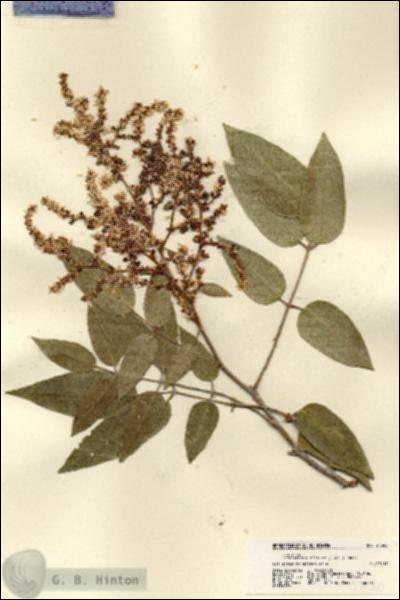 URN_catalog_HBHinton_herbarium_21540.jpg.jpg