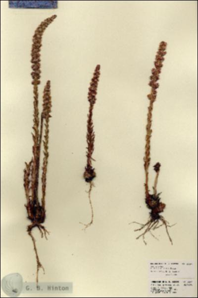 URN_catalog_HBHinton_herbarium_22397.jpg.jpg